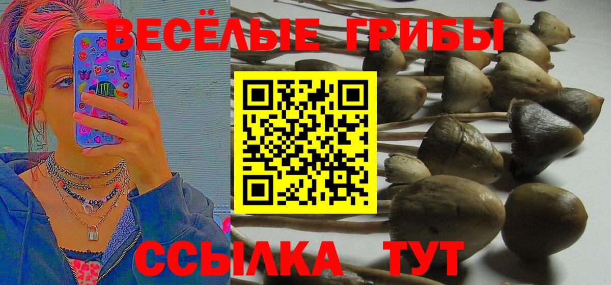 Сертолово  Псилоцибиновые грибы мухоморы  Вход с VPN 